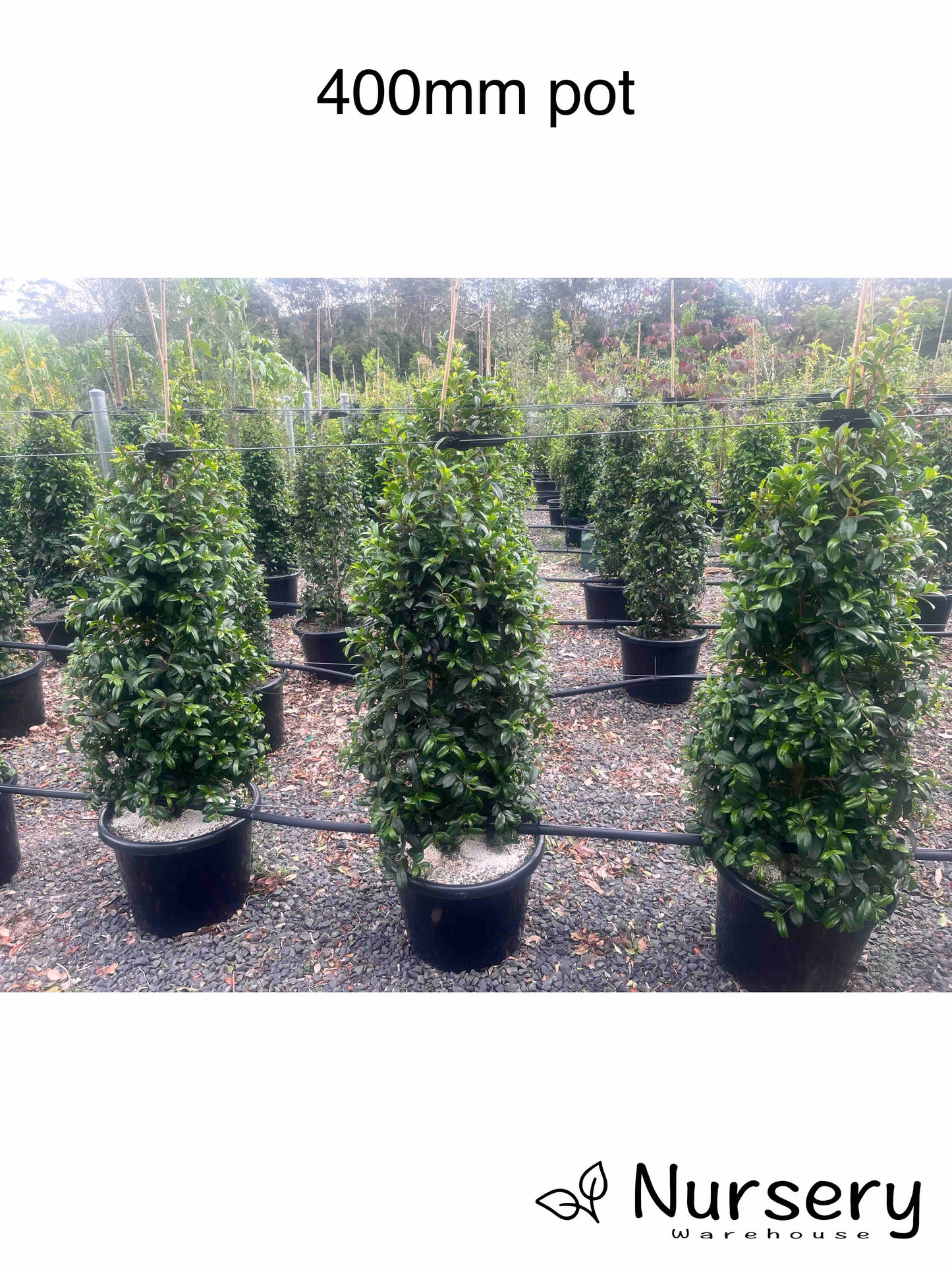 Syzygium Australe ‘Pinnacle’ (Lilly Pilly ‘Pinnacle’)