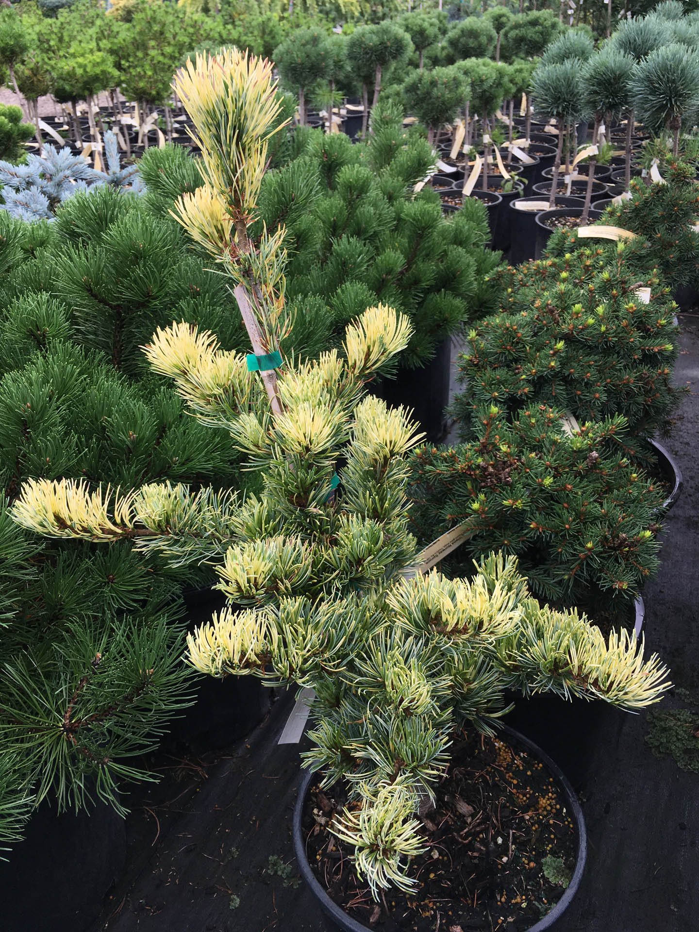 Pinus parviflora ‘Fukai’ (Japanese White Pine)
