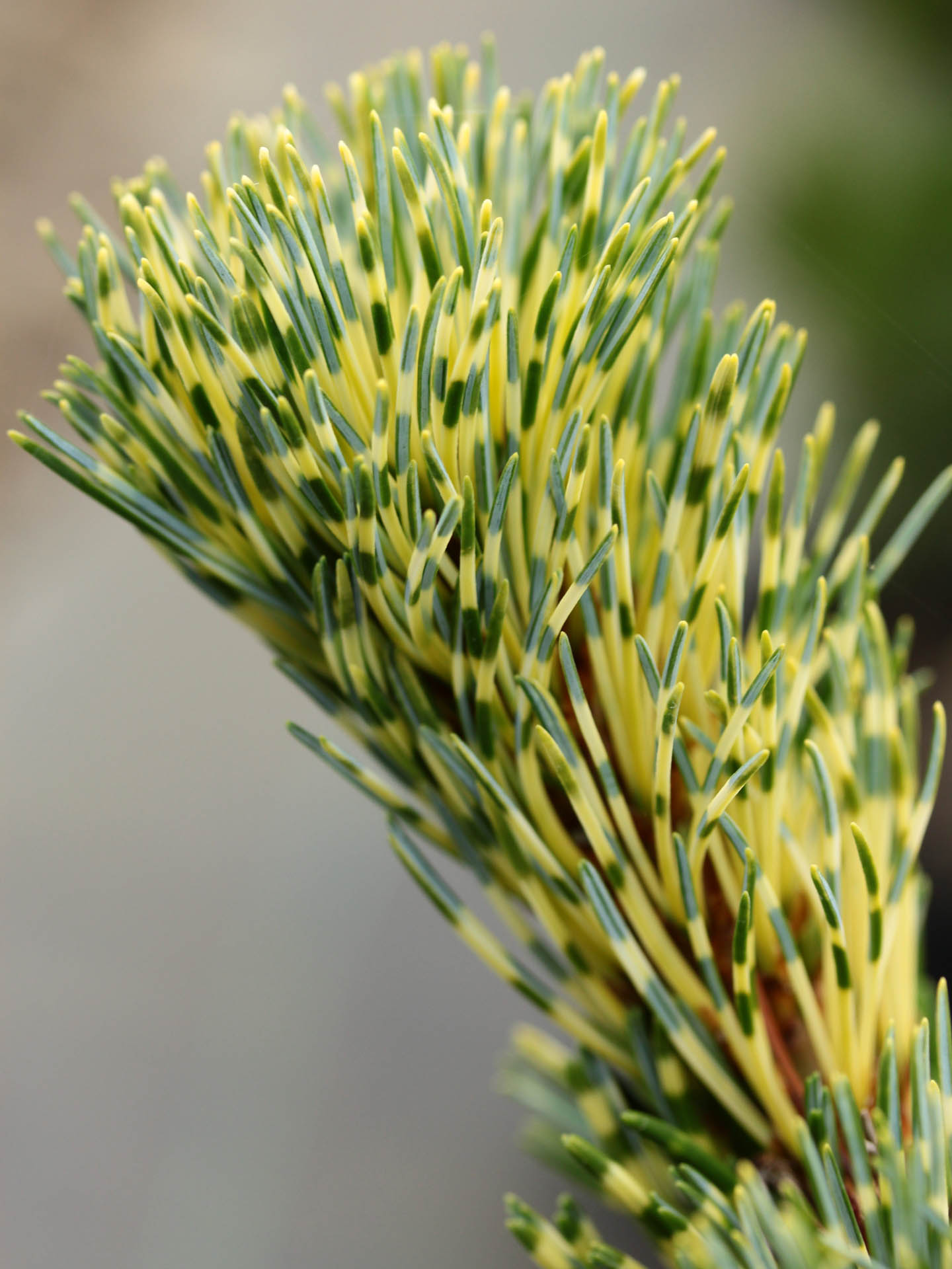 Pinus parviflora ‘Fukai’ (Japanese White Pine)