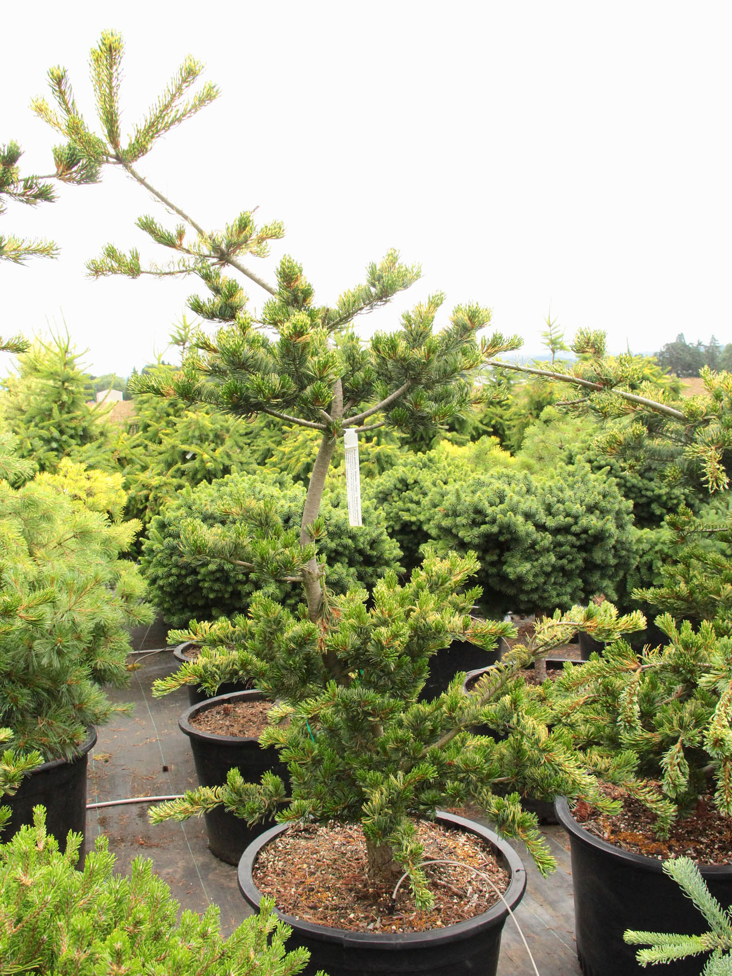 Pinus parviflora ‘Fukai’ (Japanese White Pine)