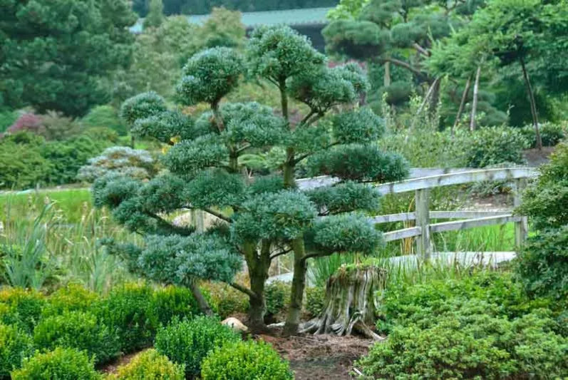 Pinus parviflora ‘Glauca’ (Japanese White Pine)