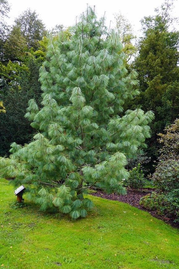 Pinus Wallichiana ‘Moidart’ (Moidart Himalayan Pine)