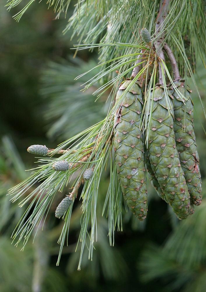 Pinus Wallichiana ‘Moidart’ (Moidart Himalayan Pine)