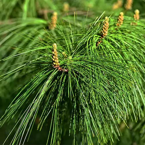 Pinus Wallichiana ‘Moidart’ (Moidart Himalayan Pine)
