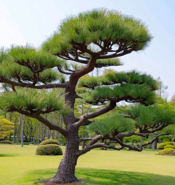 Pinus Thunbergii ‘Japanese Black Pine’