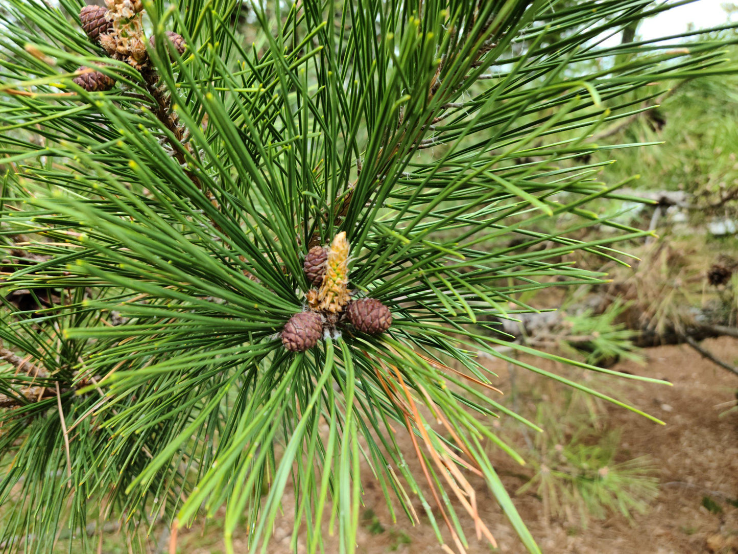 Pinus Thunbergii ‘Japanese Black Pine’