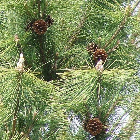 Pinus Thunbergii ‘Japanese Black Pine’
