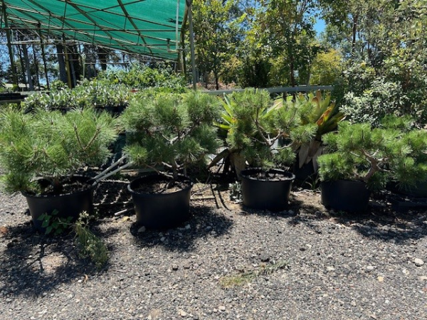 Pinus Thunbergii ‘Japanese Black Pine’