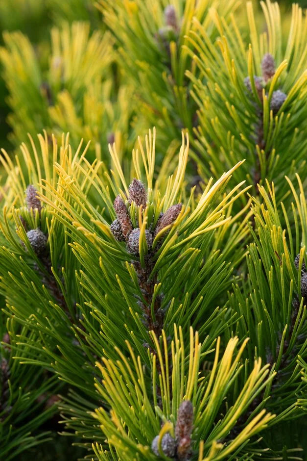 Pinus mugo ‘Wintergold’ – Golden Mugo Pine
