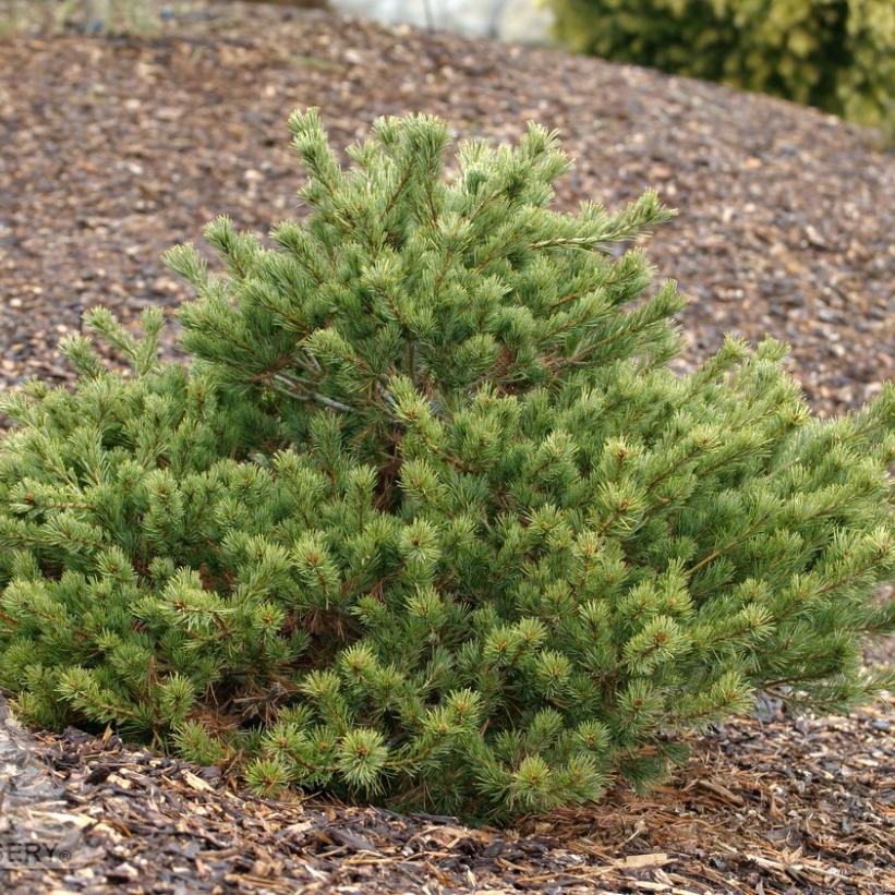 Pinus parviflora ‘Kokonoe’ (Japanese White Pine)
