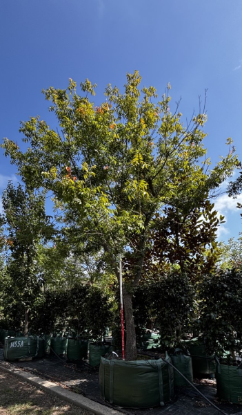Pistacia Chinensis (Chinese Pistachio)