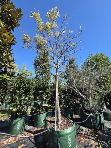 Pistacia Chinensis (Chinese Pistachio)