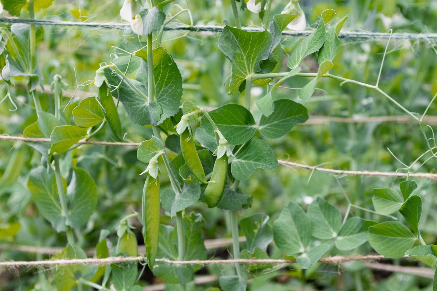 Pisum Sativum (Sugar Pod Snap Pea)