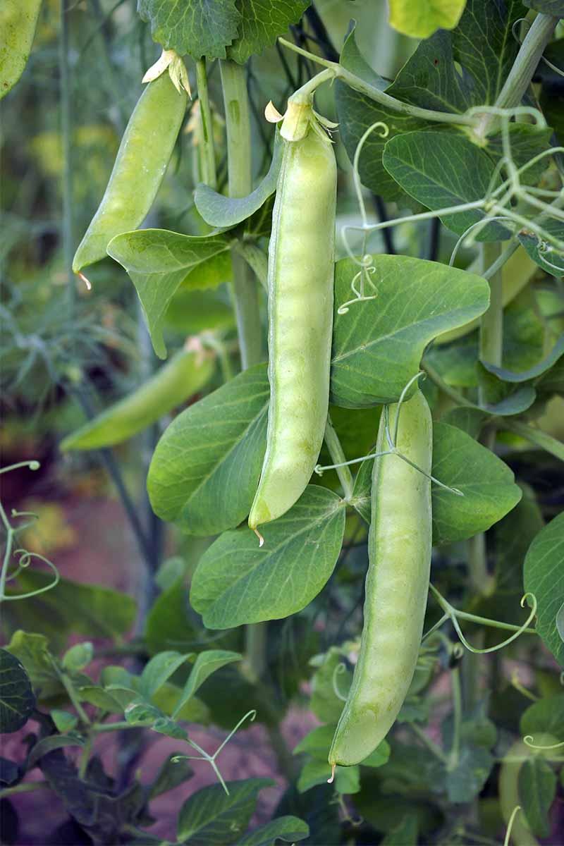 Pisum Sativum (Sugar Pod Snap Pea)