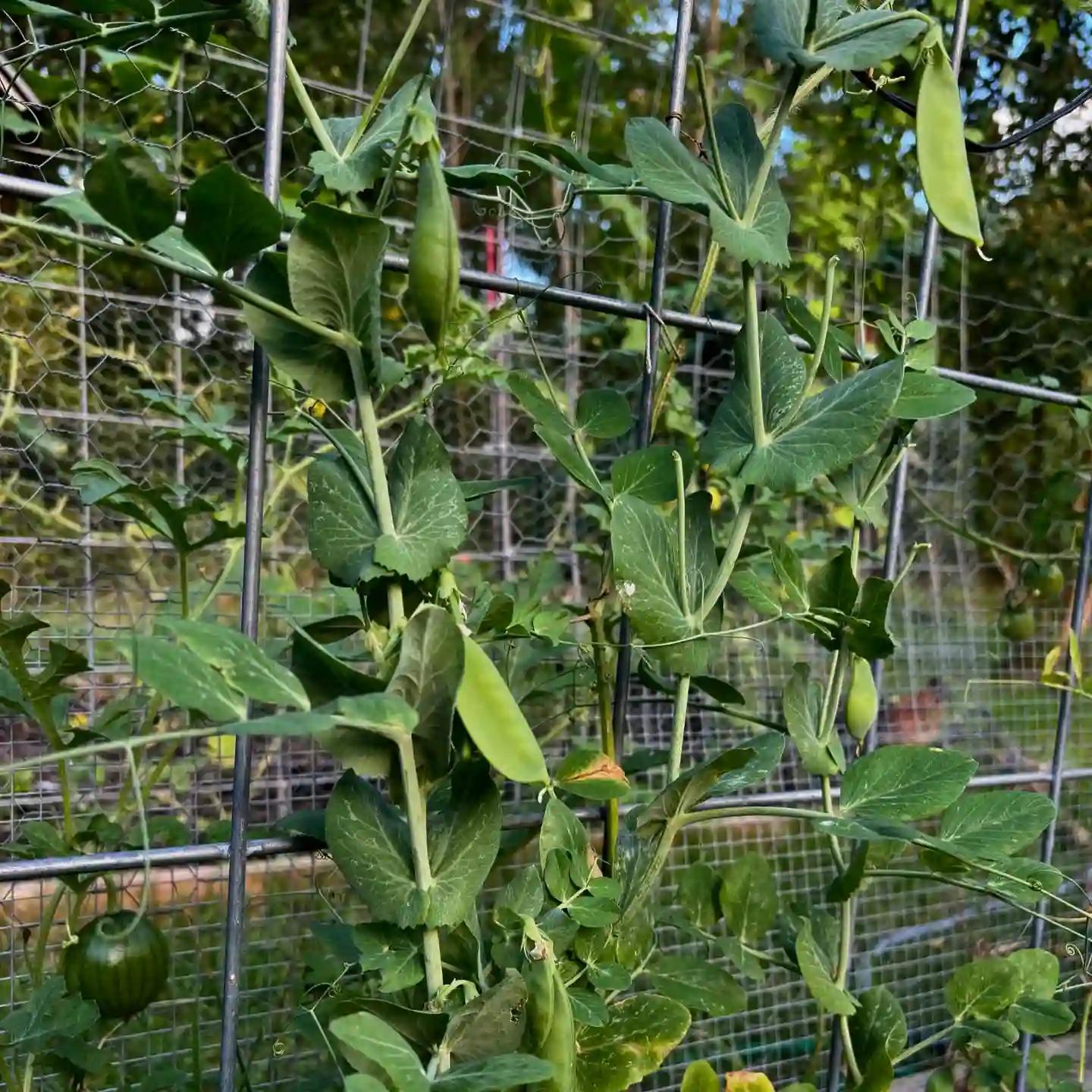 Pisum Sativum (Sugar Pod Snap Pea)