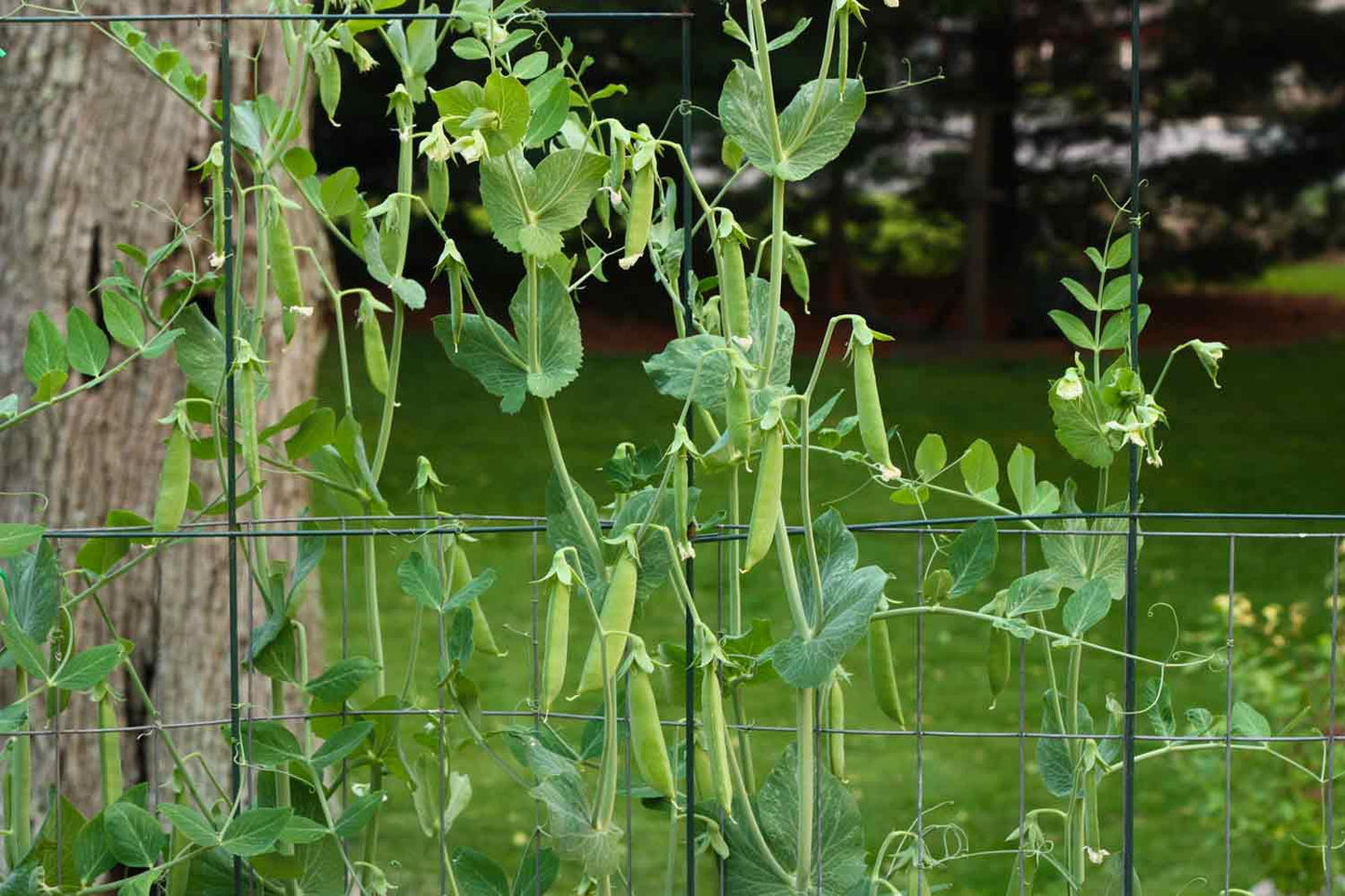 Pisum Sativum (Sugar Pod Snap Pea)