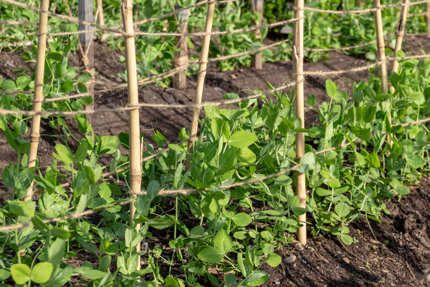 Pisum Sativum (Sugar Pod Snap Pea)