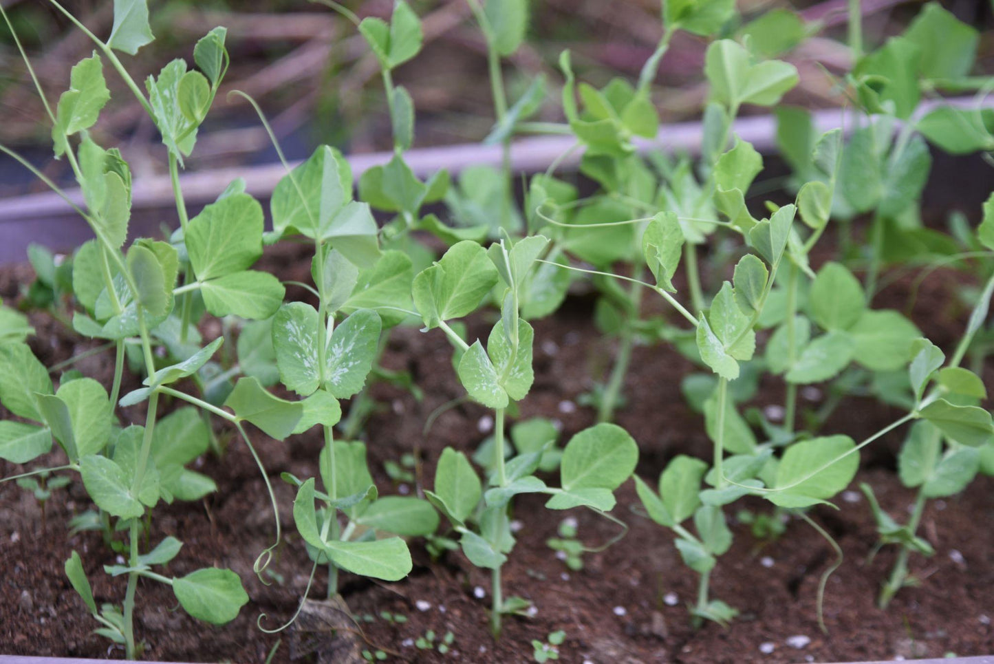 Pisum Sativum (Sugar Pod Snap Pea)