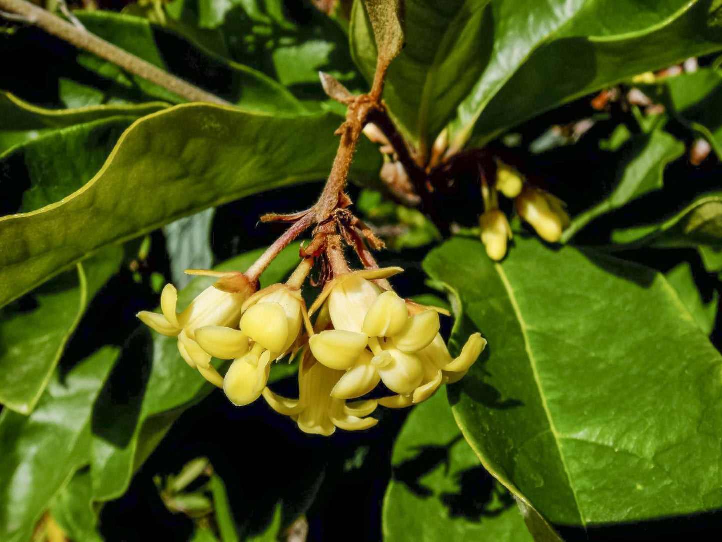 Pittosporum Revolutum (Rough-Fruited Pittosporum)