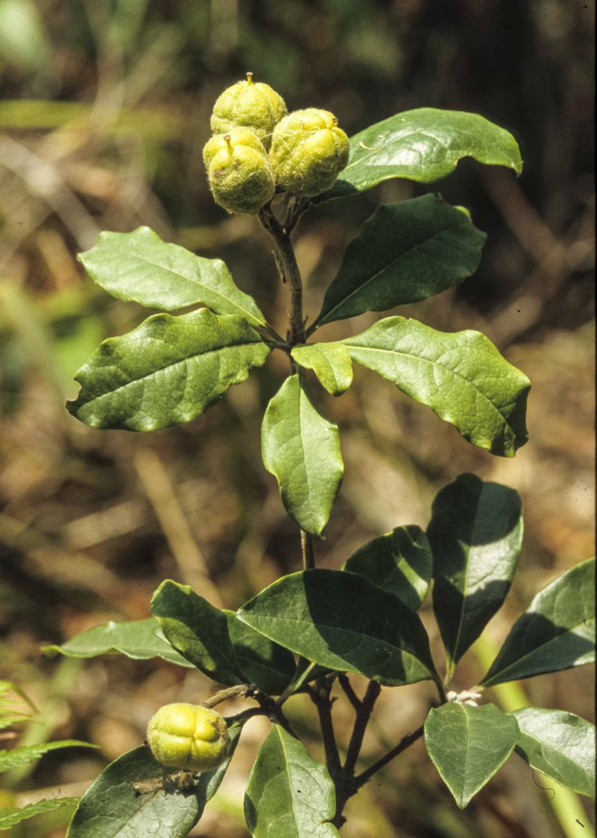 Pittosporum Revolutum (Rough-Fruited Pittosporum)