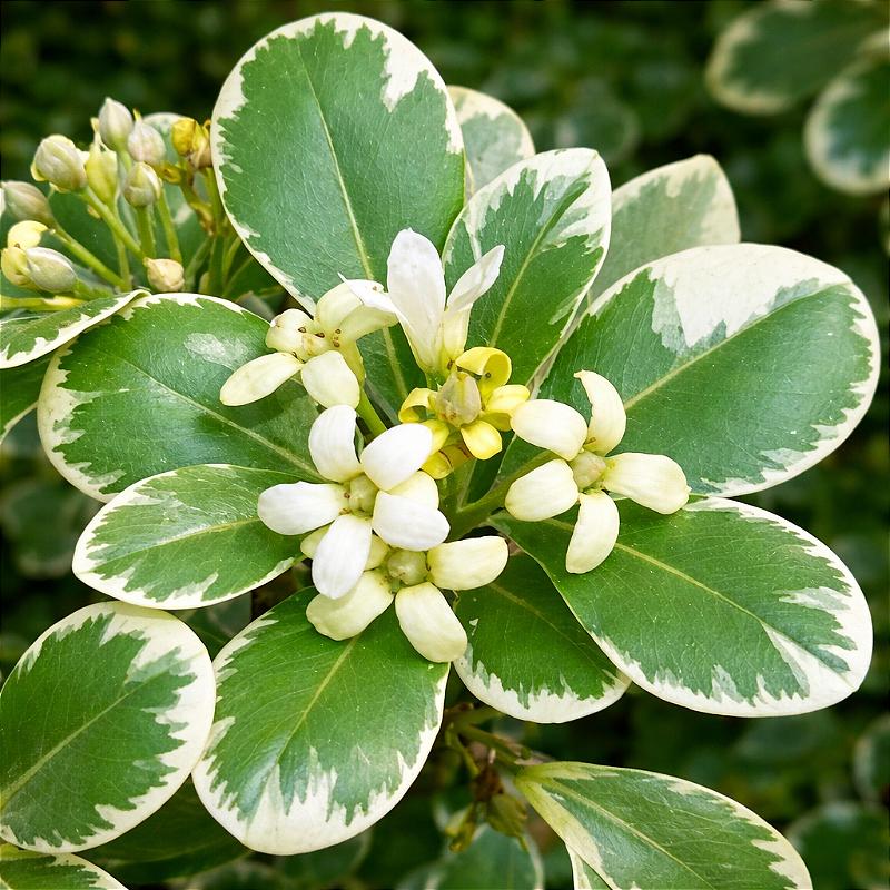 Pittosporum Eugenioides ‘Variegatum’ (Variegated Lemonwood)