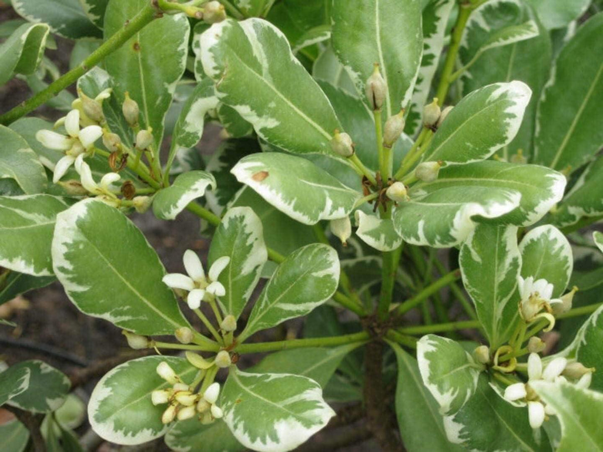 Pittosporum Eugenioides ‘Variegatum’ (Variegated Lemonwood)