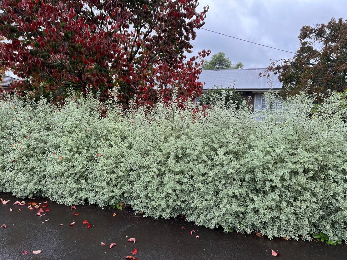 Pittosporum Eugenioides ‘Variegatum’ (Variegated Lemonwood)