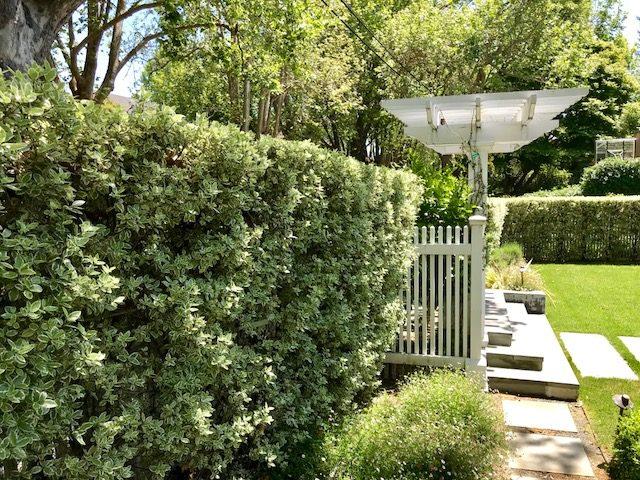 Pittosporum Eugenioides ‘Variegatum’ (Variegated Lemonwood)