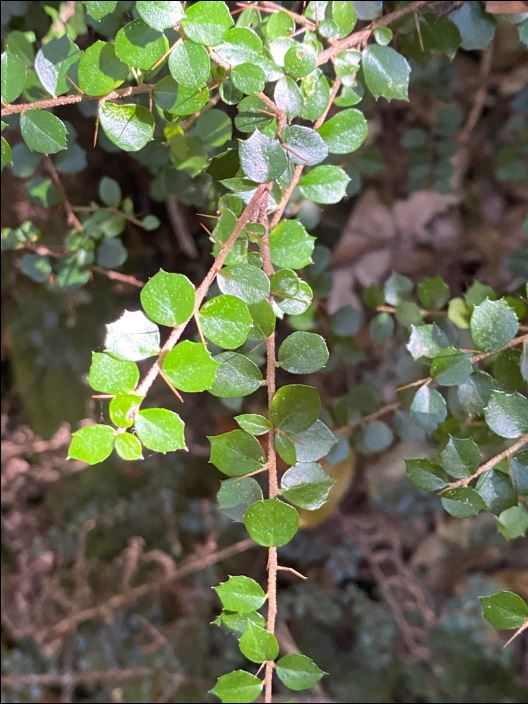 Pittosporum Multiflorum (Orange Thorn)