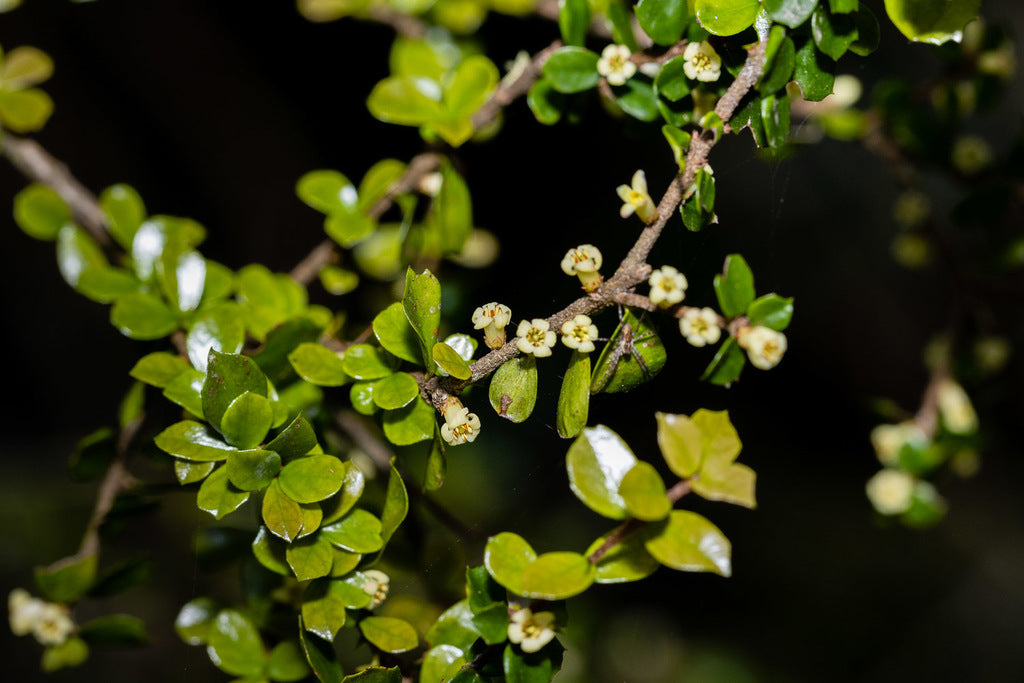 Pittosporum Multiflorum (Orange Thorn)