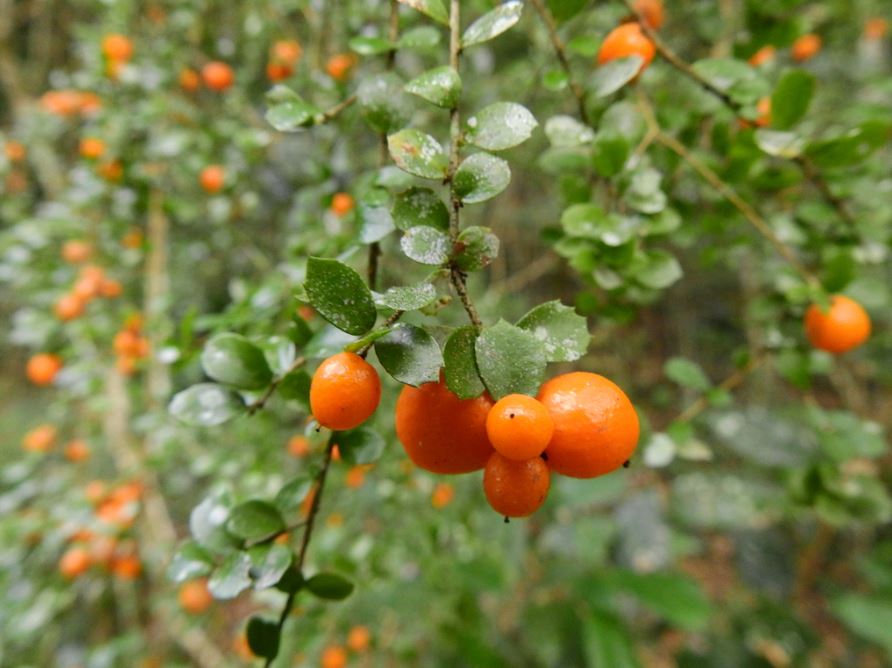 Pittosporum Multiflorum (Orange Thorn)