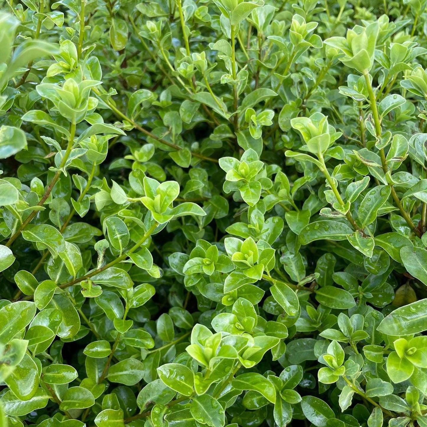 Pittosporum Tenuifolium 'Green Pillar' (Green Pillar Pittosporum)