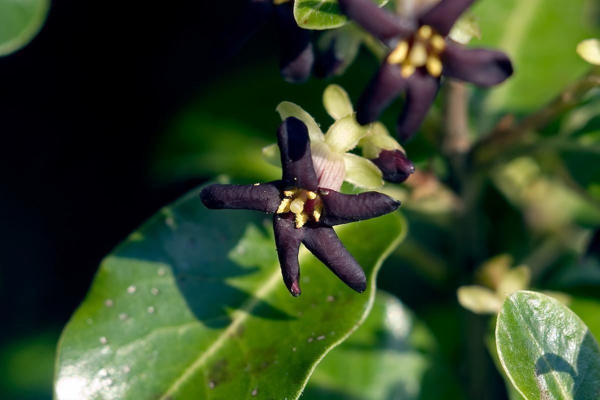 Pittosporum Tenuifolium 'Green Pillar' (Green Pillar Pittosporum)