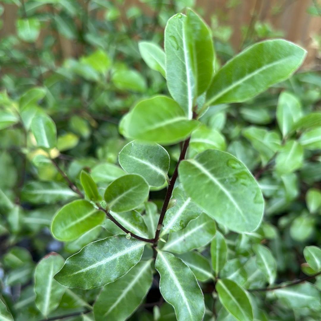 Pittosporum Tenuifolium 'Green Pillar' (Green Pillar Pittosporum)