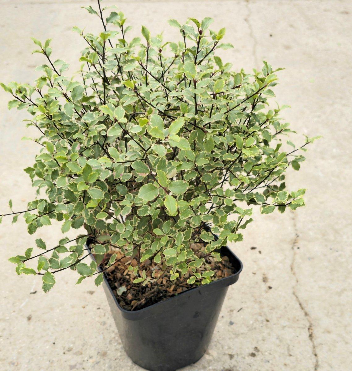 Pittosporum Tenuifolium 'HI01' (Hole In One Pittosporum)