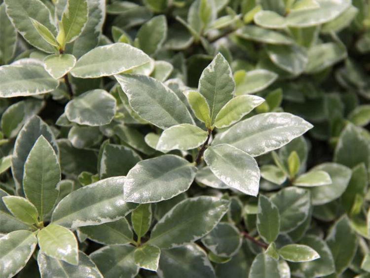Pittosporum Tenuifolium 'HI01' (Hole In One Pittosporum)