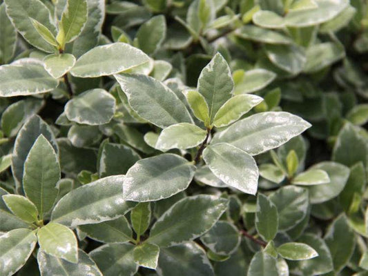 Pittosporum Tenuifolium 'HI01' (Hole In One Pittosporum)