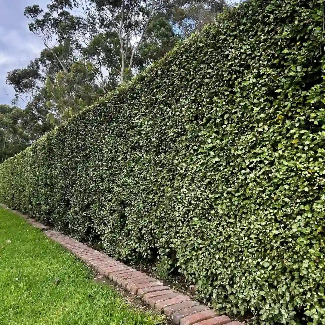 Pittosporum Tenuifolium ‘Screenmaster’ (Screenmaster Pittosporum)