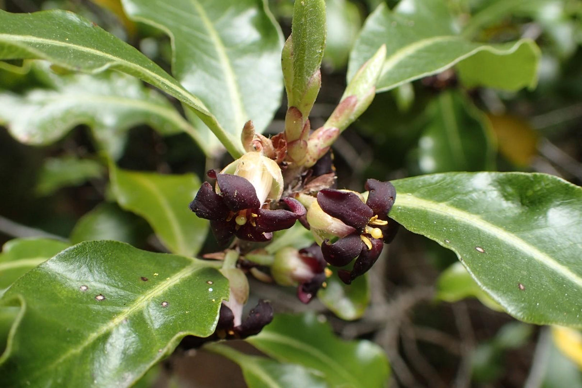 Pittosporum Tenuifolium ‘Screenmaster’ (Screenmaster Pittosporum)