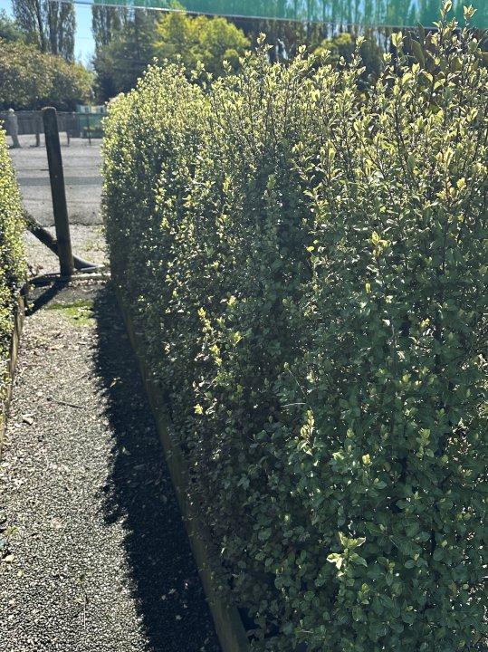 Pittosporum Tenuifolium ‘Screenmaster’ (Screenmaster Pittosporum)