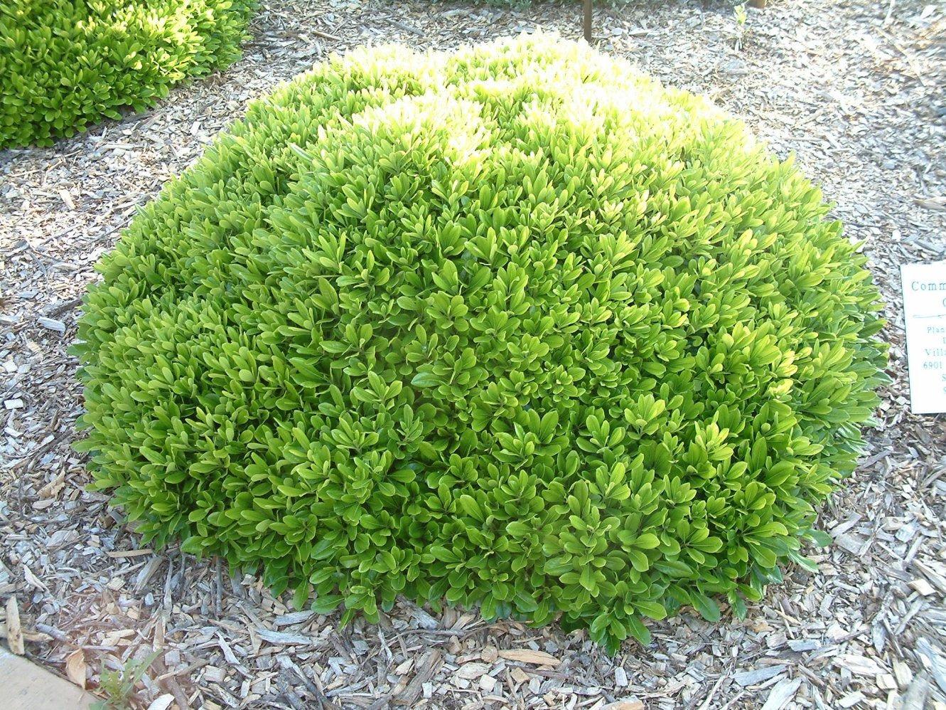 Pittosporum Tobira ‘Miss Muffet’ (Wheeler’s Dwarf)