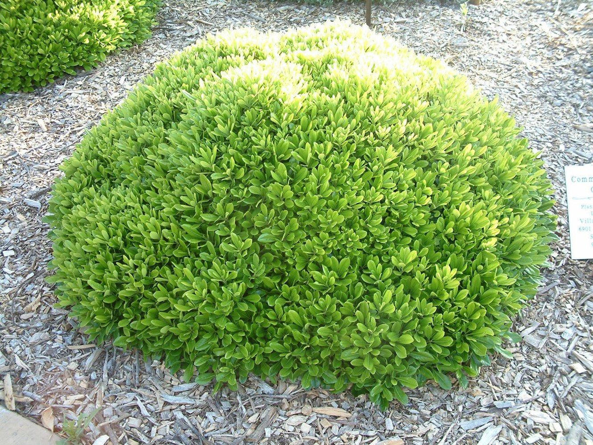 Pittosporum Tobira ‘Miss Muffet’ (Wheeler’s Dwarf)