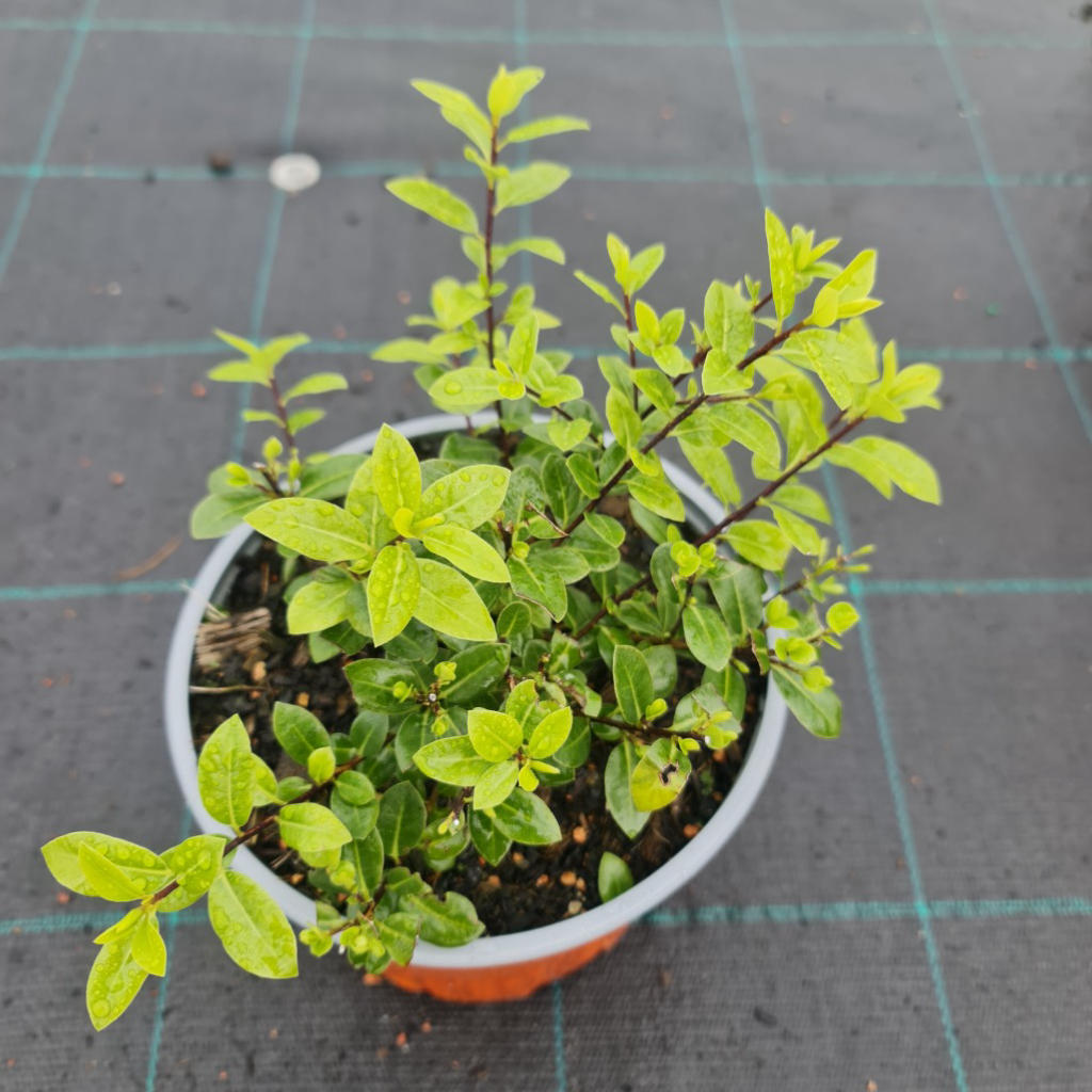 Pittosporum tenuifolium (Golf Ball)