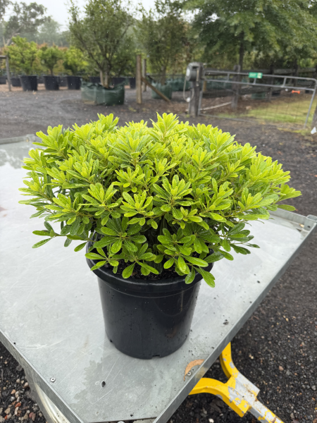 Pittosporum Tobira ‘Miss Muffet’ (Wheelers Dwarf)