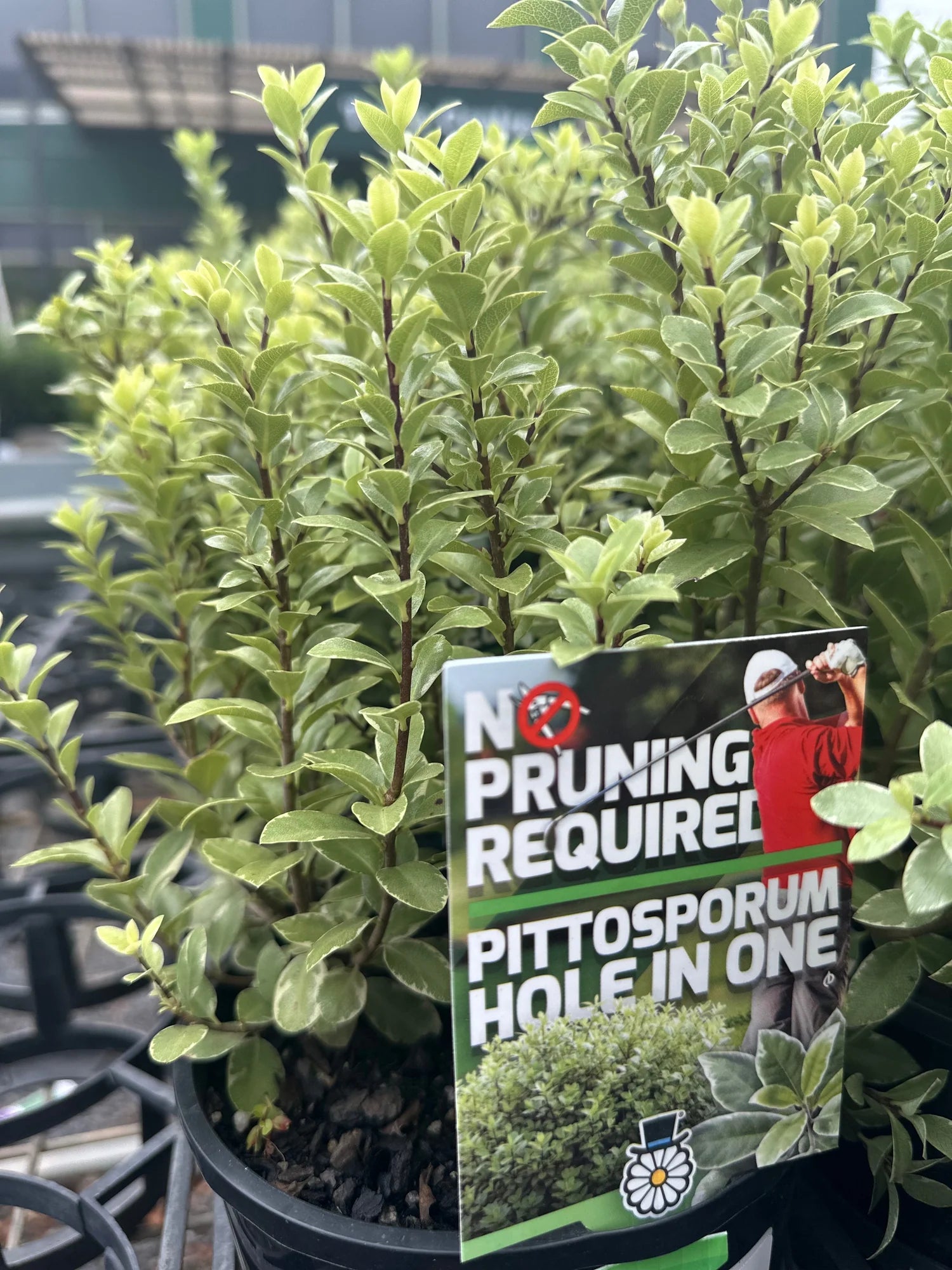 Pittosporum Tenuifolium 'HI01' (Hole In One Pittosporum)