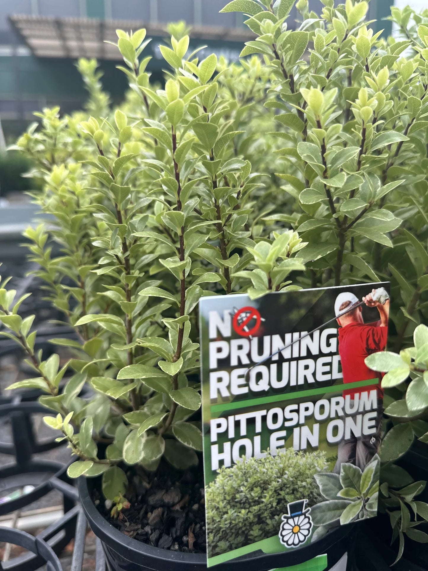 Pittosporum Tenuifolium 'HI01' (Hole In One Pittosporum)