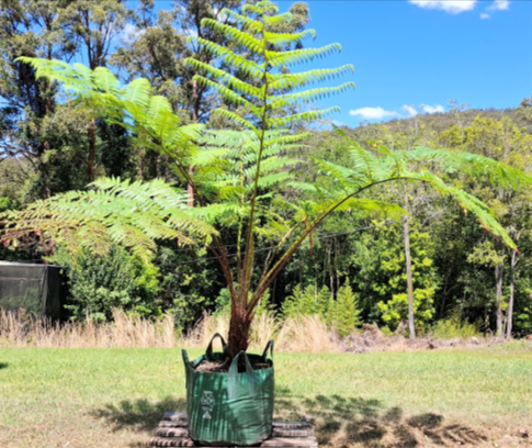 Cyathea Cooperi (Australian Tree Fern)
