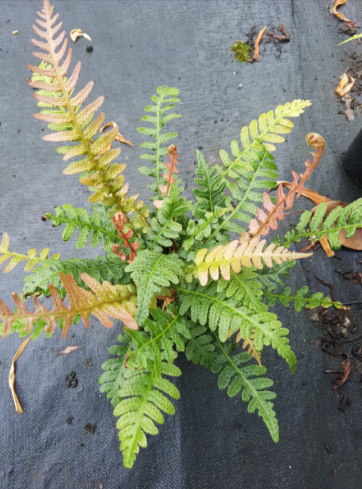 Doodia Aspera (Prickly Rasp Fern) CLEARANCE