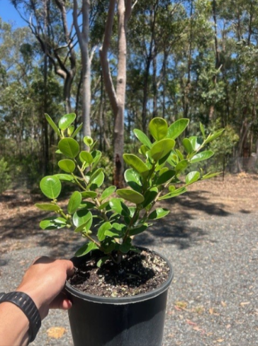 Ficus Microcarpa Green Island