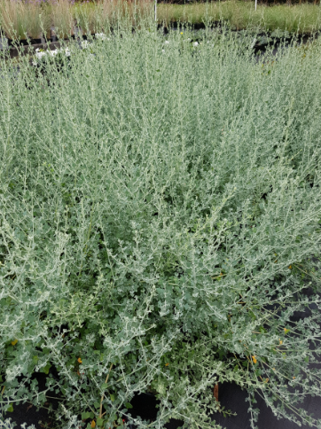Rhagodia Spinescens (Saltbush)